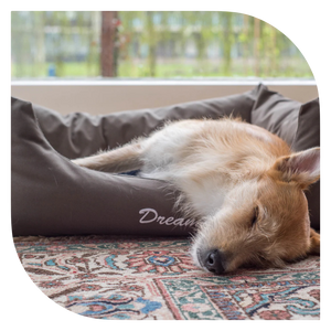 איך לבחור את המיטה המושלמת לכלב שלך