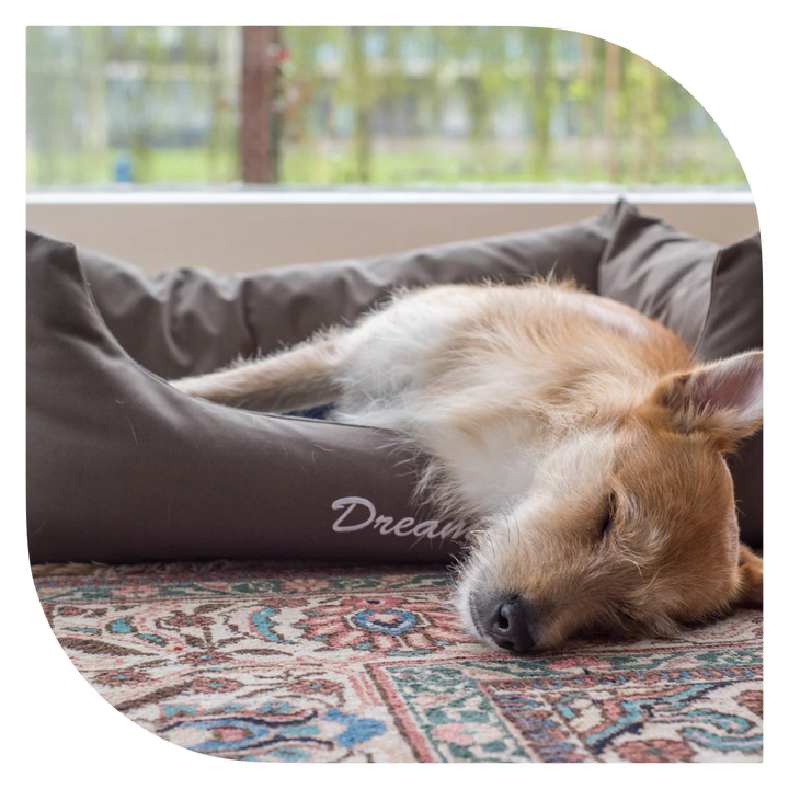 איך לבחור את המיטה המושלמת לכלב שלך