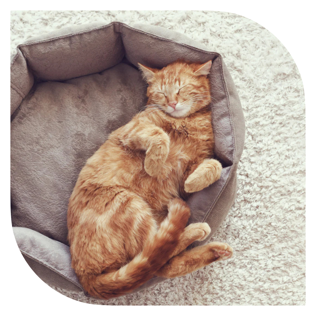 למה חתולים צריכים מיטה נפרדת — גם אם הם ישנים בכל מקום