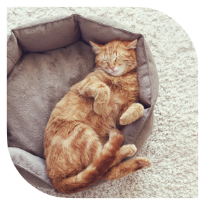 למה חתולים צריכים מיטה נפרדת — גם אם הם ישנים בכל מקום