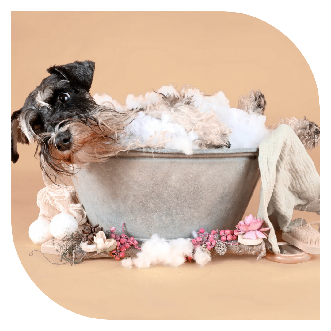 איך לשמור על מיטת חיית המחמד נקייה, רעננה ועמידה לאורך זמן