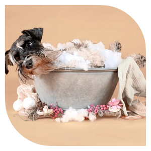 איך לשמור על מיטת חיית המחמד נקייה, רעננה ועמידה לאורך זמן