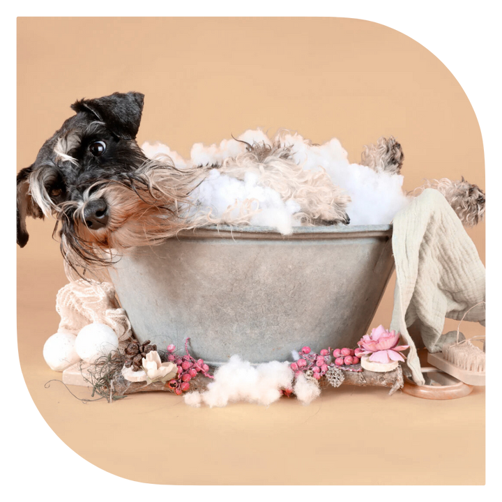 איך לשמור על מיטת חיית המחמד נקייה, רעננה ועמידה לאורך זמן