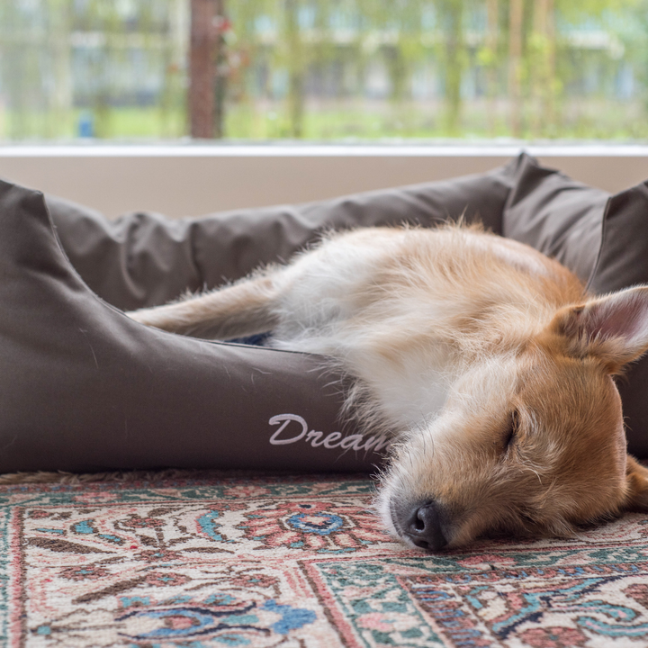איך לבחור את המיטה המושלמת לכלב שלך