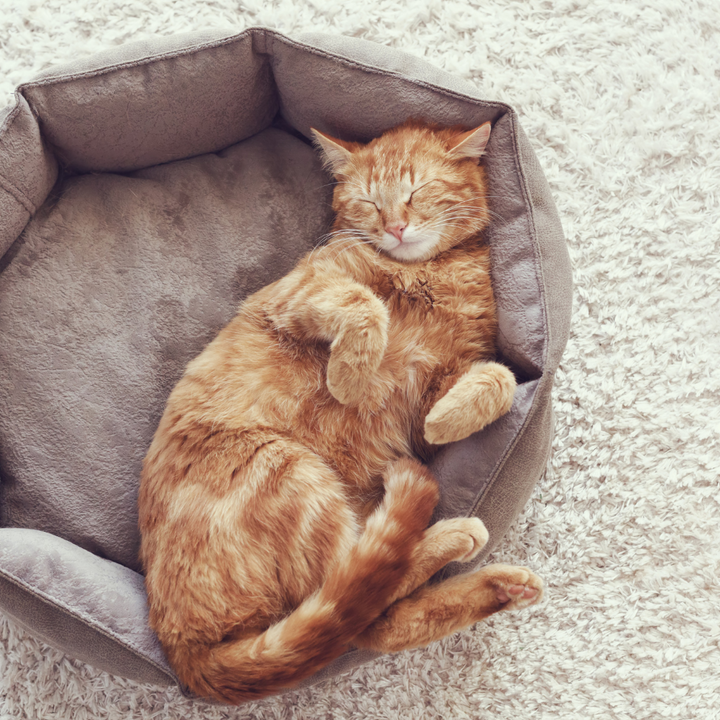 למה חתולים צריכים מיטה נפרדת — גם אם הם ישנים בכל מקום