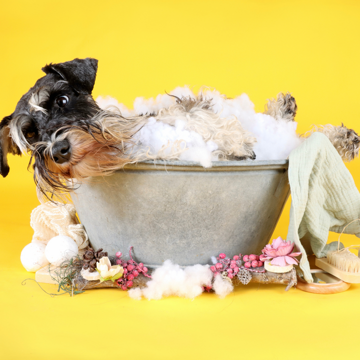 איך לשמור על מיטת חיית המחמד נקייה, רעננה ועמידה לאורך זמן